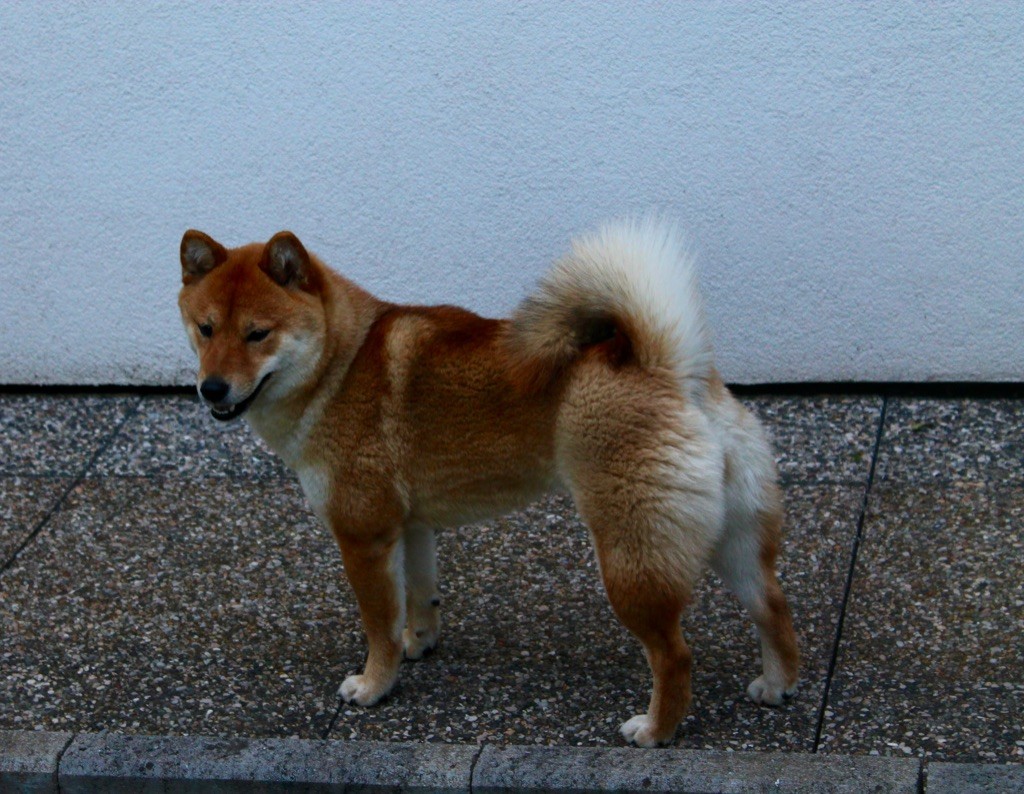 Naoki Des Terres De Lave