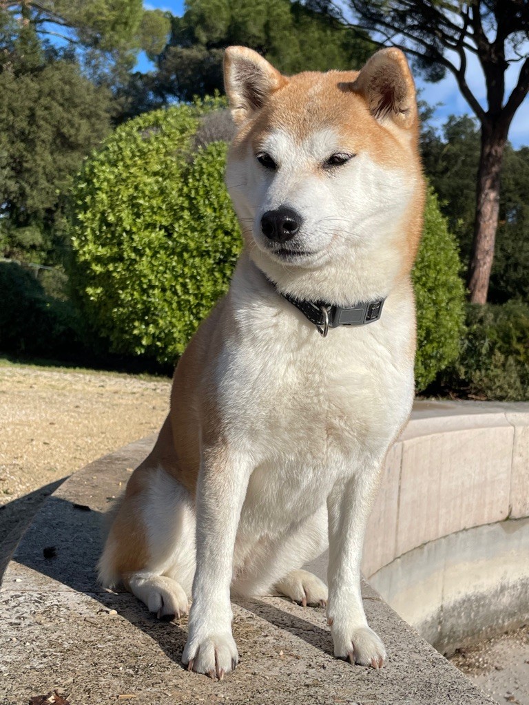 Rukia no miyajima
