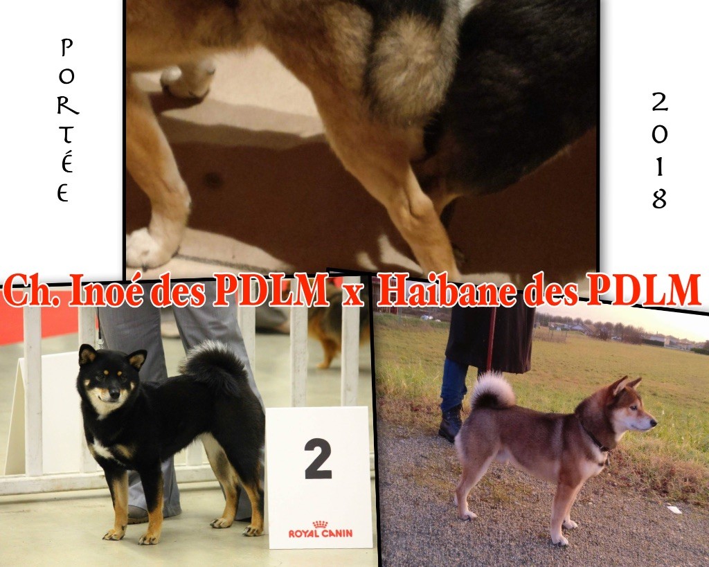 Portée Ch.Inoé des PDLM x Haibane des PDLM